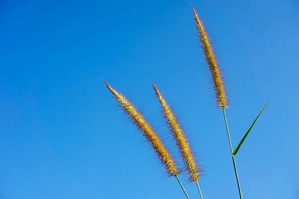 Pennisetum Polystachyon Schult Soft Flower Blue Sky — Stock Photo, Image