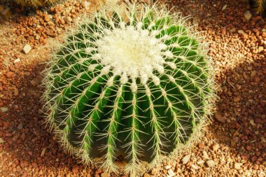 serada kaktüs bitkisi