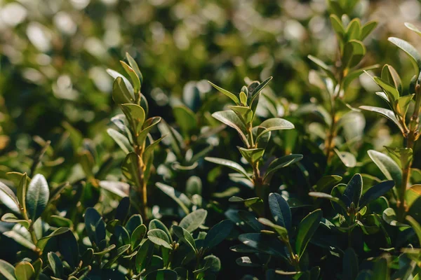 arka plan için güneşli havalarda yeşil küçük yapraklar