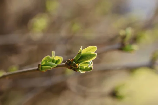 Поздний Завтрак Зелеными Листьями Бутонах Весенний Солнечный День — стоковое фото