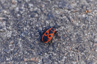 Pyrrhocoris apterus taş closup görünümü arka plan