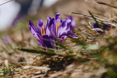 Karpat Dağları üzerinde bahar, Çiğdem vernus