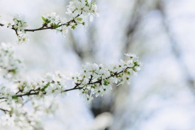 beyaz elma çiçeği veya güneşli bahar gününde beyaz kiraz çiçeği