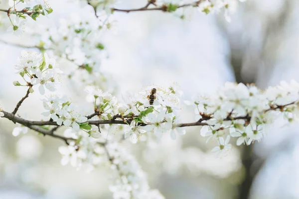 白いリンゴの花 日当たりの良い春の日に白桜 — ストック写真