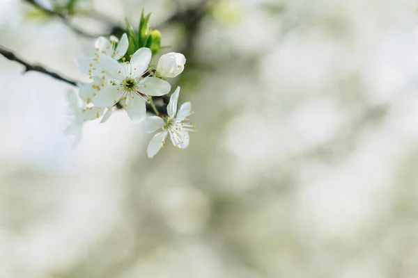 Μήλο Λευκό Άνθος Λευκό Κεράσι Ανθίσει Μια Ηλιόλουστη Ημέρα Άνοιξη — Φωτογραφία Αρχείου
