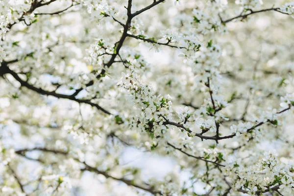 Vita Äppelblom Eller Vit Körsbärsblom Solig Vårdag — Stockfoto