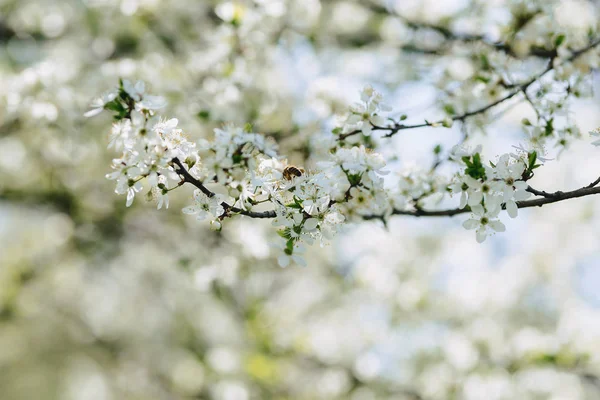 Vita Äppelblom Eller Vit Körsbärsblom Solig Vårdag — Stockfoto