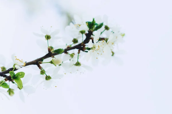Witte Apple Blossom Witte Kersenbloesem Een Zonnige Lentedag — Stockfoto