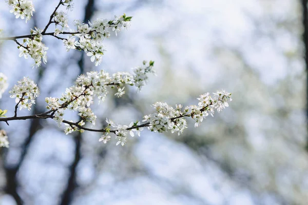 Witte Apple Blossom Witte Kersenbloesem Een Zonnige Lentedag — Stockfoto