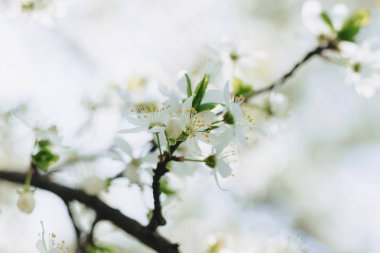 beyaz elma çiçeği veya güneşli bahar gününde beyaz kiraz çiçeği