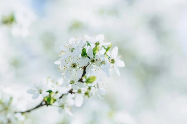 Vita Äppelblom Eller Vit Körsbärsblom Solig Vårdag — Stockfoto