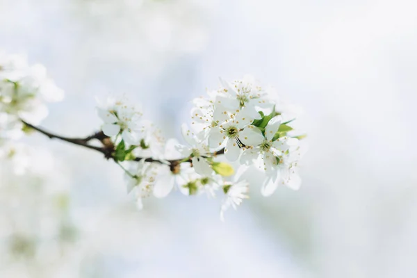 Fiore Melo Bianco Fiore Ciliegio Bianco Una Soleggiata Giornata Primaverile — Foto Stock