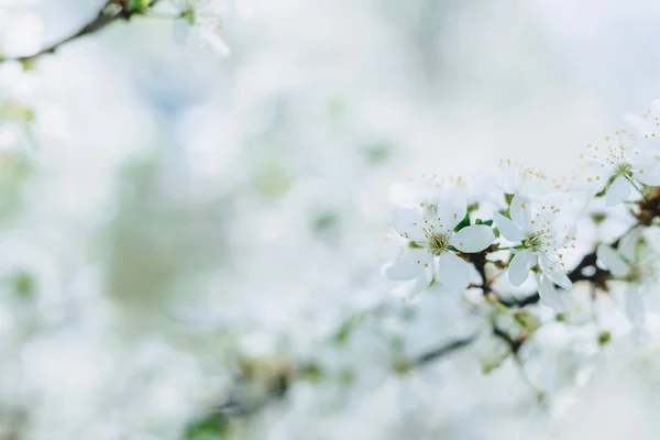 Vita Äppelblom Eller Vit Körsbärsblom Solig Vårdag — Stockfoto