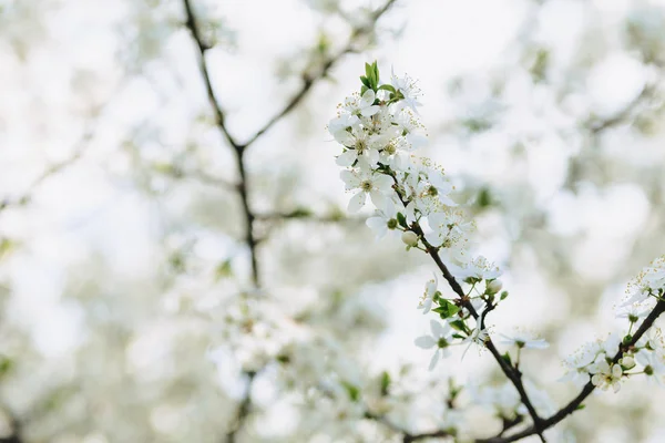 white apple blossom or white cherry blossom on a sunny spring day