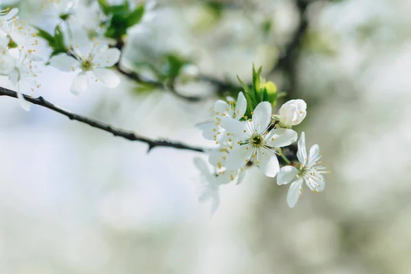 Vita Äppelblom Eller Vit Körsbärsblom Solig Vårdag — Stockfoto