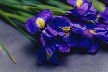 Süsen Studio basit koyu arka plan üzerinde