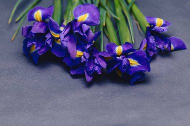 Süsen Studio basit koyu arka plan üzerinde