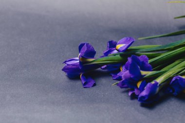 Süsen Studio basit koyu arka plan üzerinde