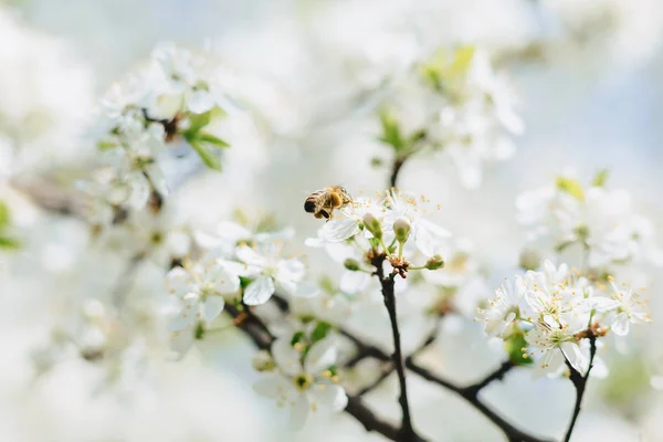 Ape Che Vola Sopra Ciliegio Fiore Mela Srping — Foto Stock