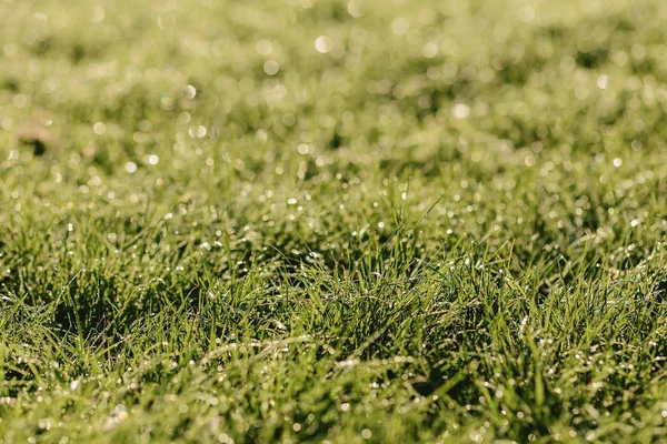 juicy green grass in morning sunshine with water drops natural background texture