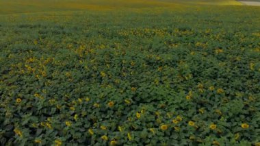 Güneşli yaz ayçiçeği alanının üstündeki hava uçak