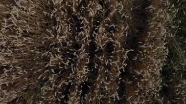 Hava dron görünüm Mısır sahada güneşli yaz