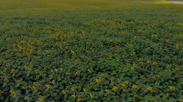 日当たりの良い夏のひまわり畑上空中ドローン — ストック動画