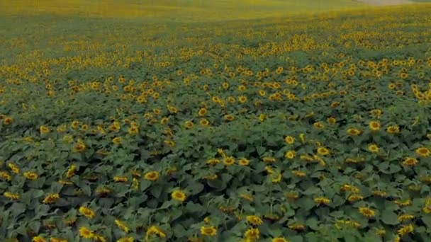 Aerial Drone Sunflower Field Sunny Summer — Stock Video