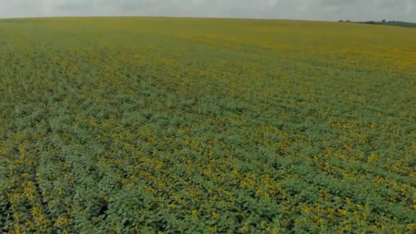 日当たりの良い夏のひまわり畑上空中ドローン — ストック動画