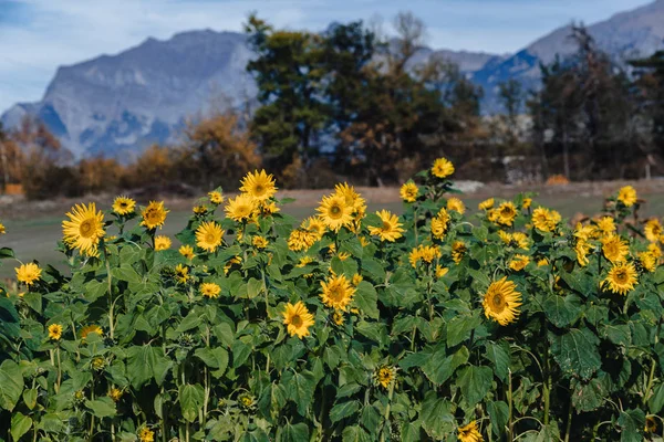 colorful sunflowers at mountain field, alpine, bee