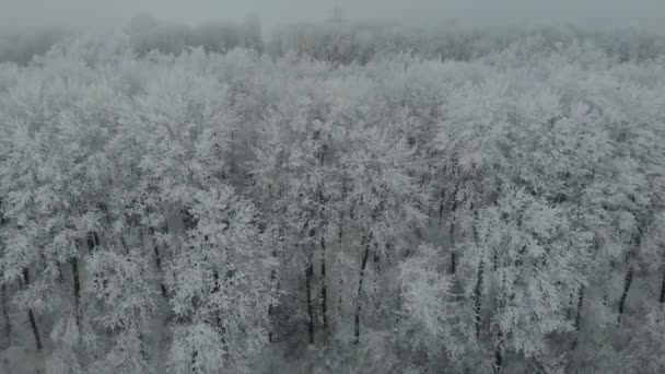 Riprese Aeree Drone Alberi Congelati Nel Ghiaccio Nella Nebbia Invernale — Video Stock