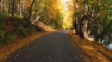 Park güneşli günde, 4 k sonbaharda sarı ağaçlar arasında hava sinek