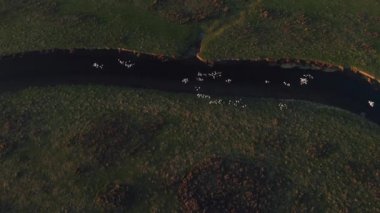 Sunrise - sonbahar duman, 4 k gün batımı, yerli kuşlar ile kırsal nehir yukarıda hava sinek