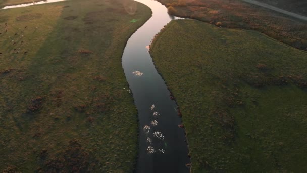 Volata Aerea Sopra Fiume Campagna Con Uccelli Domestici All Alba — Video Stock