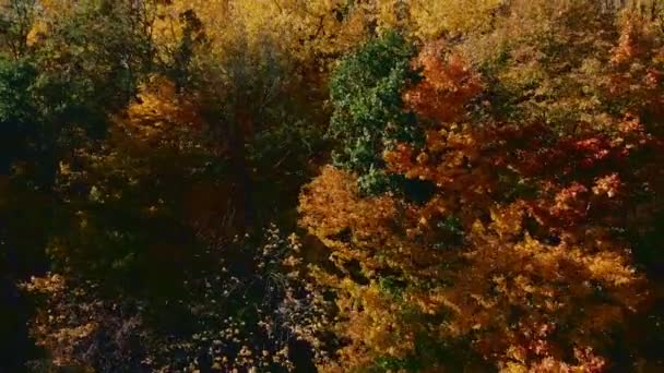 Mosca Aérea Entre Árvores Amarelas Parque Outono Dia Ensolarado — Vídeo de Stock