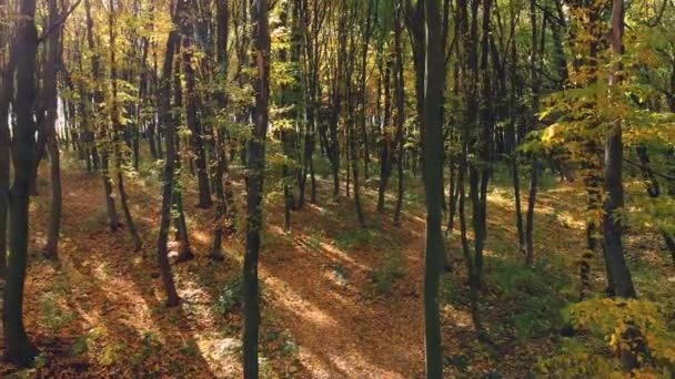 Mosca Aérea Entre Árvores Amarelas Parque Outono Dia Ensolarado — Vídeo de Stock