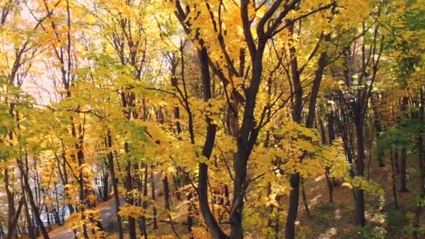 Letecký Létat Mezi Žluté Stromy Parku Podzim Slunečný Den — Stock video