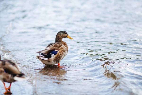 Canards sauvages près de l'eau — Photo