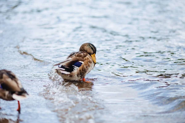 Canards sauvages près de l'eau — Photo