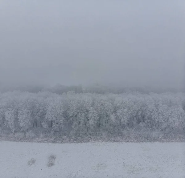 田野和白色的冰冻树木在雾中的冬天, 鸟从高 — 图库照片