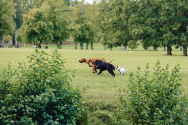 Köpekler oynarken ve doğada çalışan