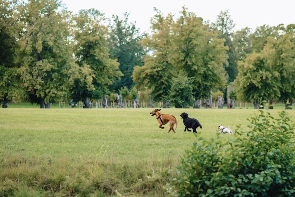 Köpekler oynarken ve doğada çalışan