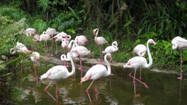 Yavaş hareket tarzı aynı anda üç güzel flamingolar hızı, bir sürü güzel flamingo kuşları yürümek nehir tarafında