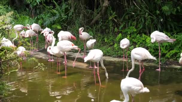 Un troupeau de beaux oiseaux flamants roses marchent sur le bord de la rivière 