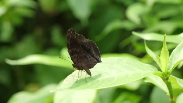 Schwarzer Schmetterling Ruht Auf Grünem Blatt Und Fliegt Dann Plötzlich — Stockvideo