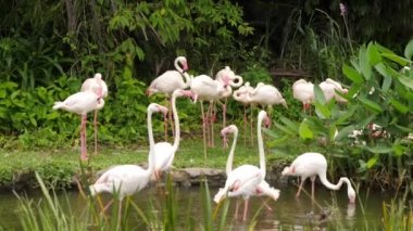 Bir sürü güzel flamingo kuşları yürüyüş nehir tarafında