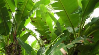 Doğa yeşil muz ağacı yaprak rüzgarın hızıyla
