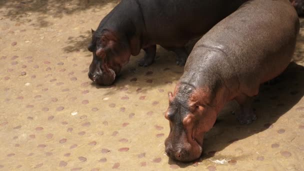 Wild Life Animal Cute Hippopotamus Live River Lake Southern Sahara — Stock Video