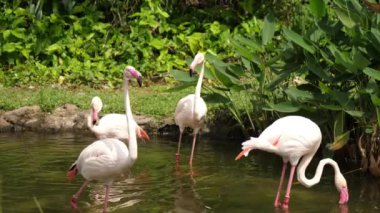 Bir sürü güzel flamingo kuşları yürüyüş nehir tarafında