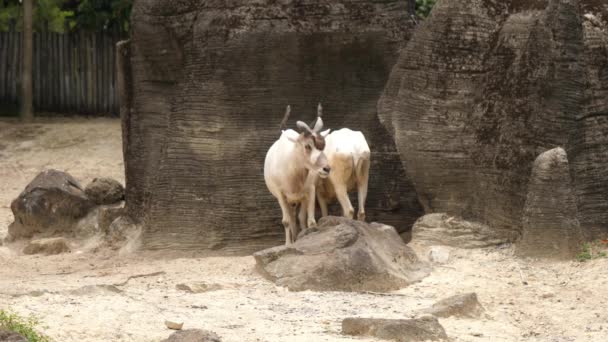 Φύσης Άγριας Ζωής Ζώο Αντιλόπη Addax Εγγενή Κάτοικος Της Ερήμου — Αρχείο Βίντεο